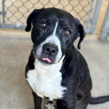 Mixed Breed Dogs Available for Adoption in Chicago, Illinois - Wisteria | PetCurious