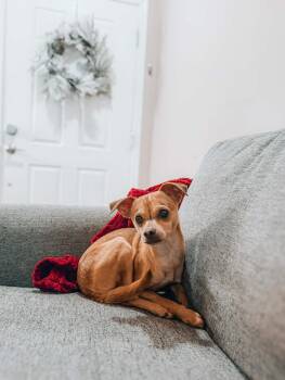 Chihuahua Dogs Available for Adoption - Bizzy | PetCurious