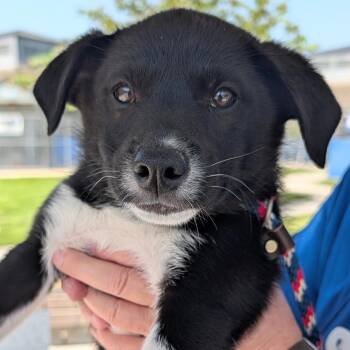 Shepherd Dogs Available for Adoption in Hawthorne, California - Junebug | PetCurious