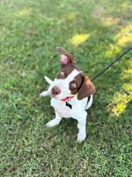 Cora -  Dachshund and Mixed Breed Dog for Adoption in Aiken, South Carolina - Cora | PetCurious