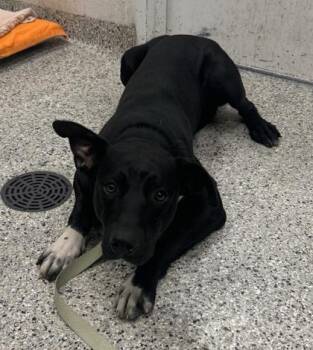 Marshall -  Mixed Breed Dog for Adoption in Kansas City, Missouri - Marshall | PetCurious