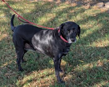 GRACIE -  Labrador Retriever Dog for Adoption in Broken Arrow, Oklahoma - GRACIE | PetCurious