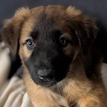 Shepherd Dogs Available for Adoption in Normal, Illinois - Boop | PetCurious
