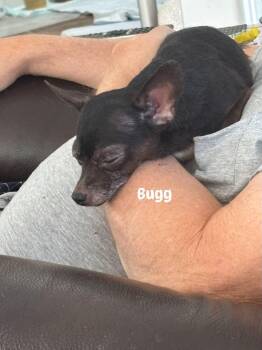 Bugg -  Chihuahua Dog for Adoption in Richmond, Kentucky - Bugg | PetCurious