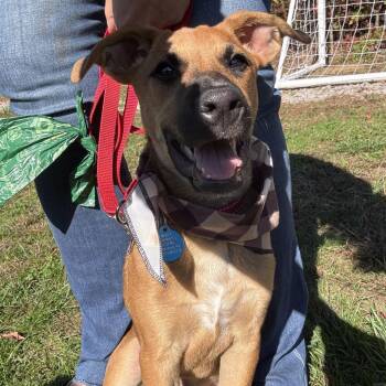 Aston -  Mixed Breed Dog for Adoption in Northwood, New Hampshire - Aston | PetCurious