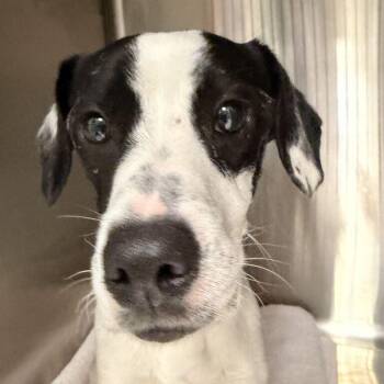 Ozzy -  Mixed Breed Dog for Adoption in Davenport, Iowa - Ozzy | PetCurious