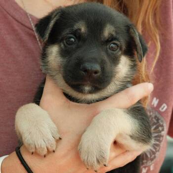 Shrimp Louie -  Mixed Breed Dog for Adoption in Buffalo, Minnesota - Shrimp Louie | PetCurious