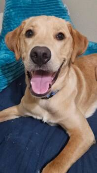 Bear GDP -  Golden Retriever and Labrador Retriever Dog for Adoption in Dallas, Texas - Bear GDP | PetCurious