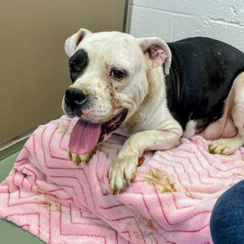 Margie -  Pit Bull Terrier Dog for Adoption in Lyndhurst, Virginia - Margie | PetCurious