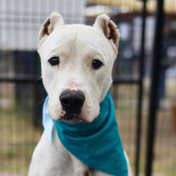 ZEUS -  Dogo Argentino Dog for Adoption in San Antonio, Texas - ZEUS | PetCurious