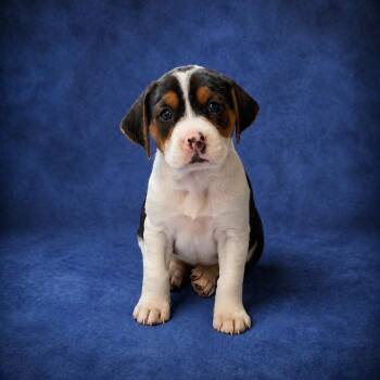 Labrador Retriever and Hound Dogs Available for Adoption in Heber Springs, Arkansas - Meadow | PetCurious