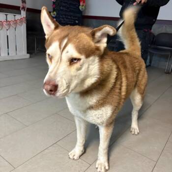 Cerbero -  Husky Dog for Adoption in Newark, New Jersey - Cerbero | PetCurious