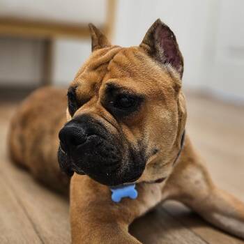 Majesty -  Mixed Breed Dog for Adoption in Chesapeake, Virginia - Majesty | PetCurious
