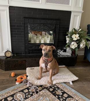 Puga -  American Staffordshire Terrier Dog for Adoption in Sebring, Florida - Puga | PetCurious