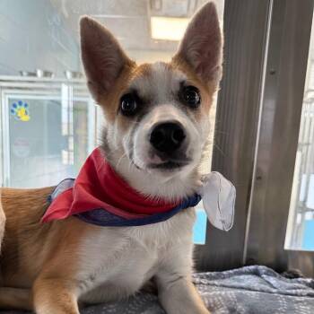 Mixed Breed Dogs Available for Adoption in Las Cruces, New Mexico - Dunkin | PetCurious