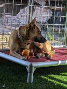 Belgian Shepherd Malinois Dogs Available for Adoption in Imlay City, Michigan - Mia Spitz Fka Eunice | PetCurious