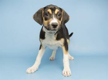 ARYA -  Pit Bull Terrier Dog for Adoption in Phoenix, Arizona - ARYA | PetCurious