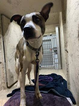DRAGON -  Mastiff Dog for Adoption in Indianapolis, Indiana - DRAGON | PetCurious