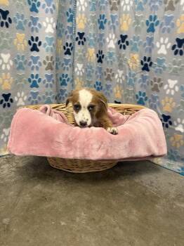 Australian Shepherd and Mixed Breed Dogs Available for Adoption in Rosenberg, Texas - CLARA | PetCurious