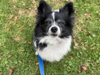 Papillon Dogs Available for Adoption in Killingly, Connecticut - Ravioli (she