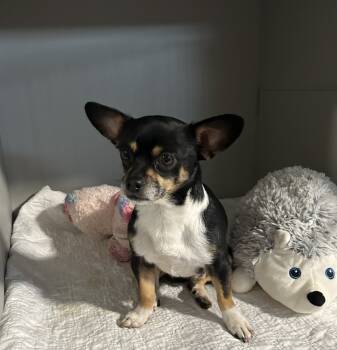 Rescue Chihuahua Dogs for Adoption in Cedartown, Georgia - Chase | PetCurious