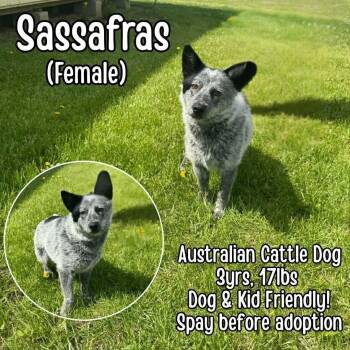 Australian Cattle Dog Blue Heeler Dogs Available for Adoption in Westwood, New Jersey - Sassafras | PetCurious