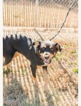 Rescue Australian Kelpie Dogs for Adoption in Springfield, Tennessee - Luna | PetCurious
