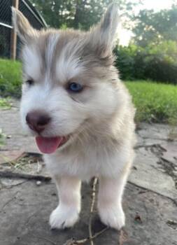 JUNEAU -  Siberian Husky Dog for Adoption in Colorado Springs, Colorado - JUNEAU | PetCurious