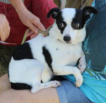 Blanca -  Rat Terrier Dog for Adoption in Bandera, Texas - Blanca | PetCurious
