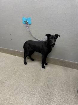 NEBULA -  Labrador Retriever and Mixed Breed Dog for Adoption in Las Vegas, Nevada - NEBULA | PetCurious