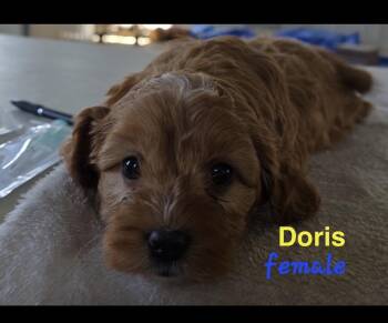 Cavapoo Dogs Available for Adoption in Semmes, Alabama - Doris  | PetCurious