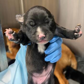 Mixed Breed Dogs Available for Adoption in Bentonville, Arkansas - Prismo | PetCurious