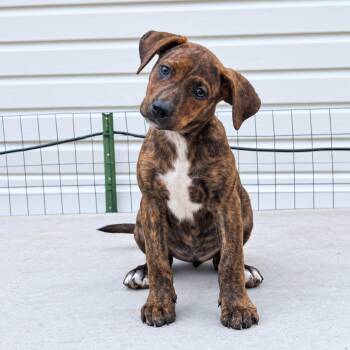 Lizzie -  Mountain Cur and Mixed Breed Dog for Adoption in Blairstown, New Jersey - Lizzie | PetCurious