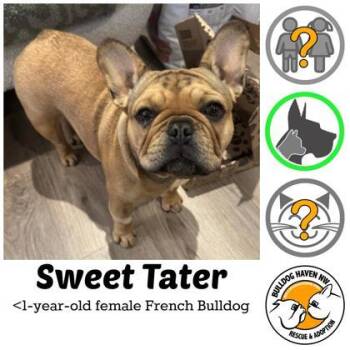 French Bulldog Dogs Available for Adoption in Bonney Lake, Washington - SWEET TATER | PetCurious