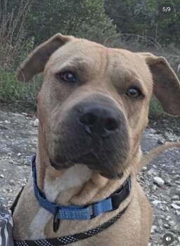 Toby -  Shar Pei and Mastiff Dog for Adoption in Mico, Texas - Toby | PetCurious
