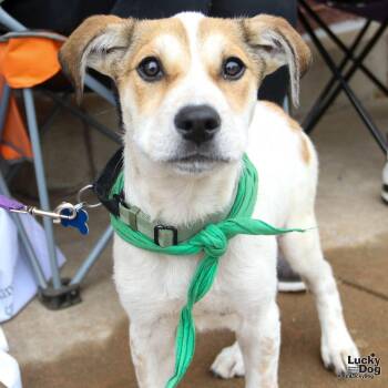 Australian Cattle Dog Blue Heeler and Shepherd Dogs Available for Adoption in Washington, District Of Columbia - Silver | PetCurious