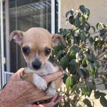 Tansy -  Chihuahua and Miniature Dachshund Dog for Adoption in Oceanside, California - Tansy | PetCurious