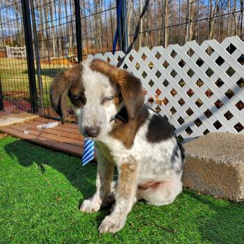 Beagle and Mixed Breed Dogs Available for Adoption - Petrie | PetCurious