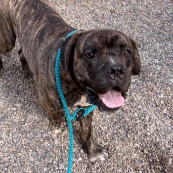 Dr. Duke, PhD -  Mastiff and Mixed Breed Dog for Adoption in Walker, Michigan - Dr. Duke, PhD | PetCurious