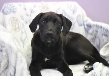 Teca in NH. Come Meet our Adoptable Dogs Wednesday-Saturday. Mor -  Black Labrador Retriever Dog for Adoption in Manchester, New Hampshire - Teca In NH. Come Meet Our Adoptable Dogs Wednesday-Saturday. Mor | PetCurious