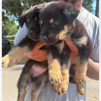 Mary Kate -  Mixed Breed Dog for Adoption in East Hanover, New Jersey - Mary Kate | PetCurious