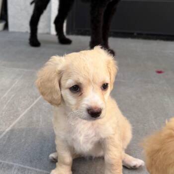 Sabrina -  Poodle and Dachshund Dog for Adoption in Escondido, California - Sabrina | PetCurious