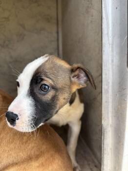 Pit Bull Terrier and Mixed Breed Dogs Available for Adoption in Oklahoma City, Oklahoma - A472318 | PetCurious