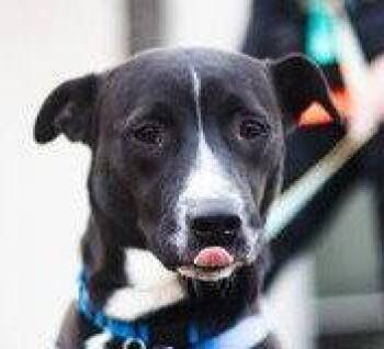 Terrier Dogs Available for Adoption in Bloomfield, Connecticut - August | PetCurious