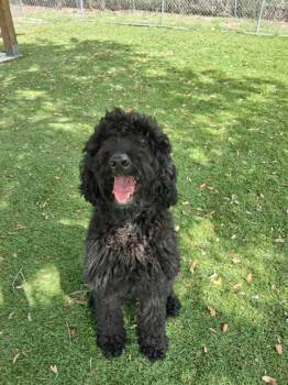 Furbulous - 1 -  Standard Poodle and Mixed Breed Dog Available for Adoption in Daytona Beach, Florida - Furbulous - 1 | PetCurious