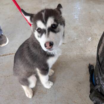 Mixed Breed Dogs Available for Adoption - Clock | PetCurious