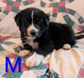 Vedder -  Retriever and Mixed Breed Dog for Adoption in Calgary, Alberta - Vedder | PetCurious