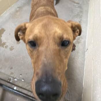 Boomer -  Cattle Dog and Mixed Breed Dog for Adoption in Palestine, Texas - Boomer | PetCurious