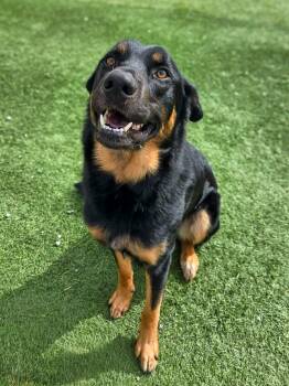 English Shepherd Dogs Available for Adoption - Ruger | PetCurious