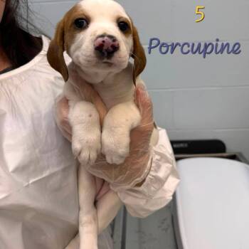 Porcupine -  Hound and Mixed Breed Dog for Adoption in Parkersburg, West Virginia - Porcupine | PetCurious